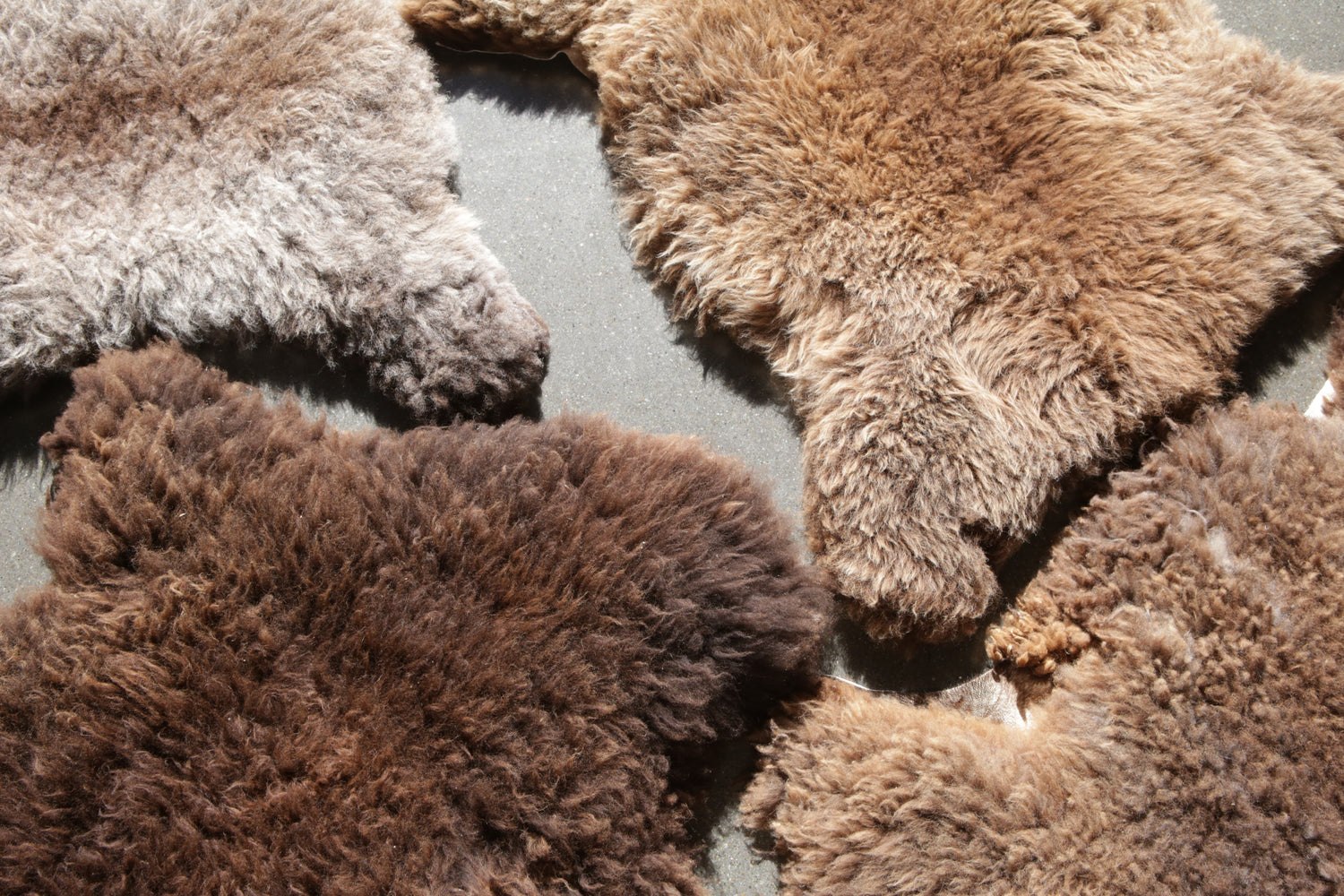Merino sheep skins