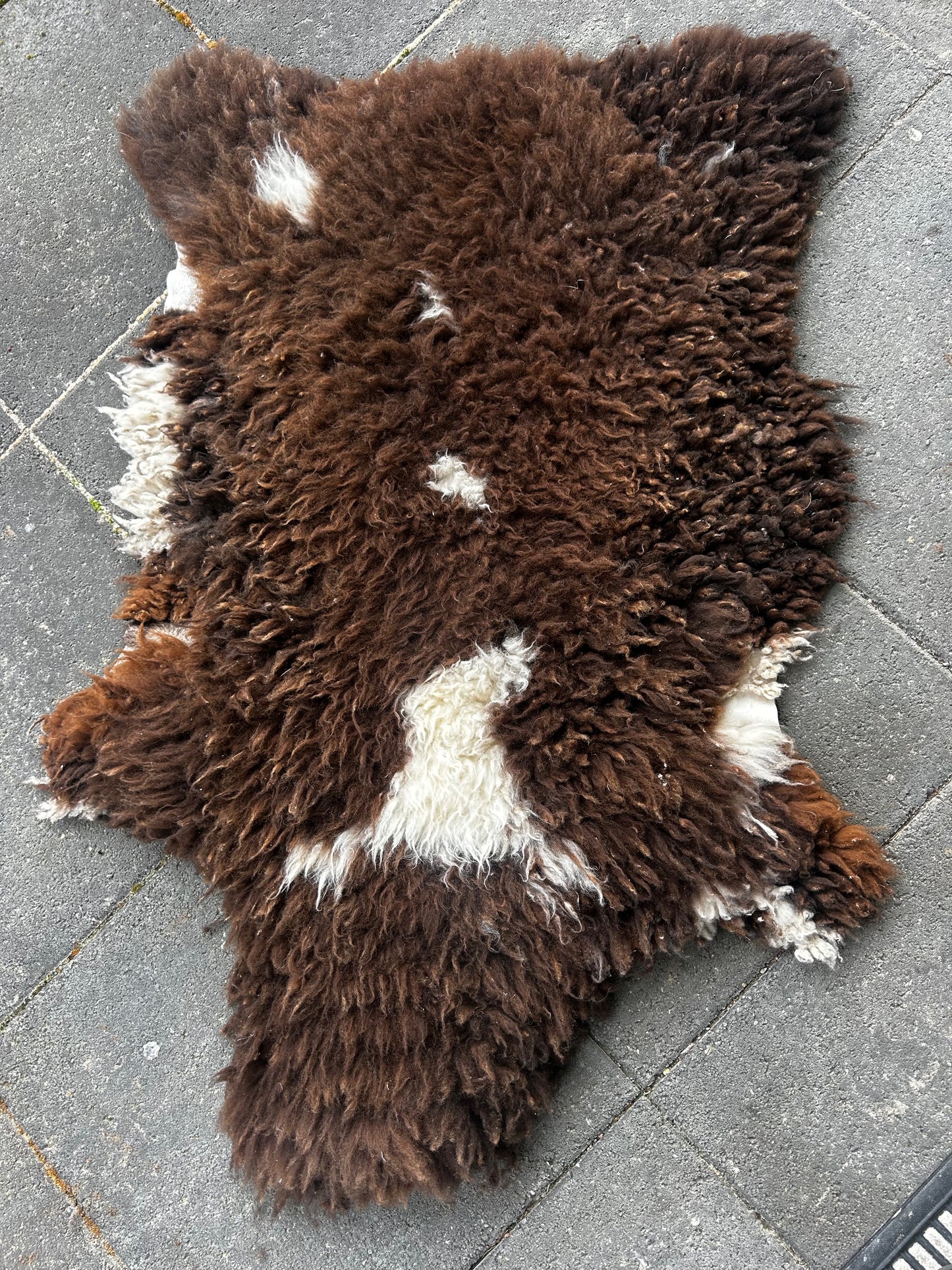 sheep skin 8